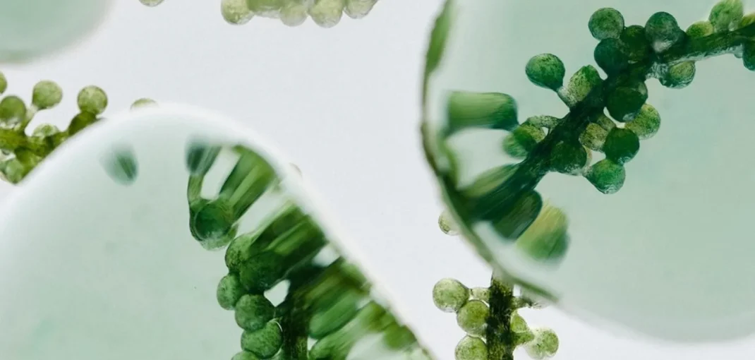 Plant-Based Beauty Supplements: Trends Driving the Wellness Industry 2 Vegan Collagen Precursor How It Supports Natural Collagen Production